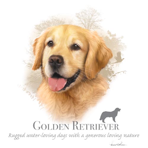 TRANSFER GOLDEN RETRIEVER – HR