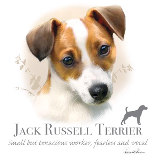 TRANSFER JACK RUSSELL TERRIER – HR