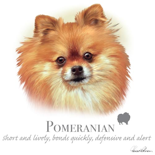 TRANSFER POMERANIAN – HR
