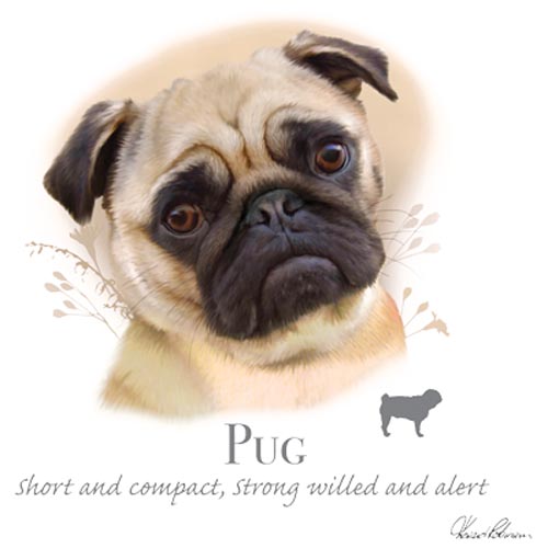 TRANSFER PUG – HR