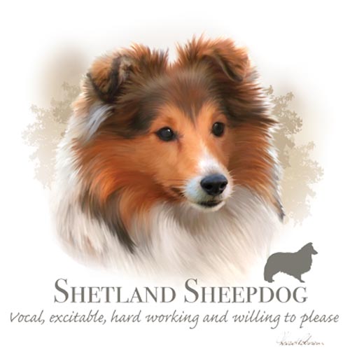 TRANSFER SHETLAND SHEEPDOG – HR