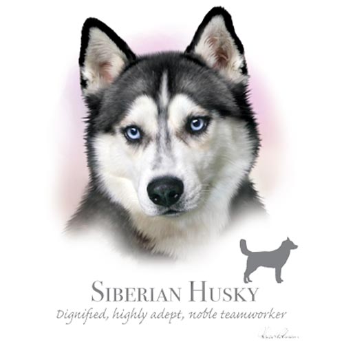 TRANSFER SIBERIAN HUSKY – HR
