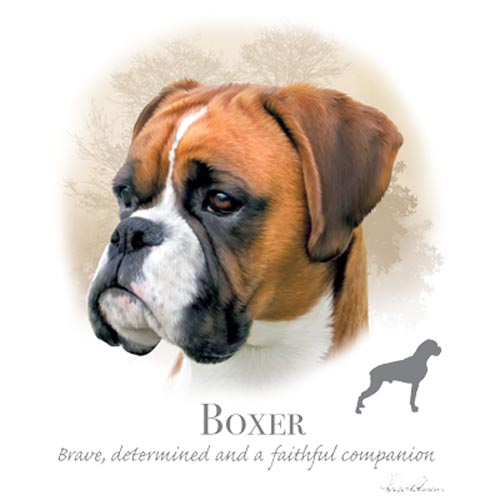TRANSFER BOXER – HR