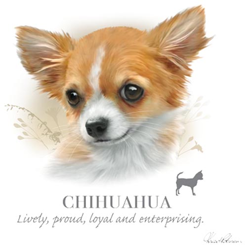 TRANSFER CHIHUAHUA – HR