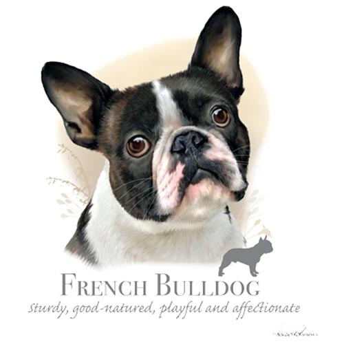 TRANSFER FRENCH BULLDOG – HR