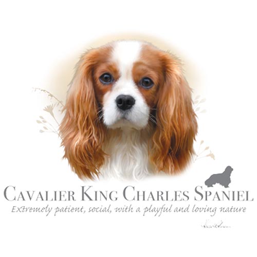 TRANSFER CAVALIER KING CHARLES SPANIEL – HR