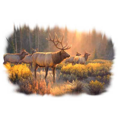 TRANSFER MORNING GLORY – ELK