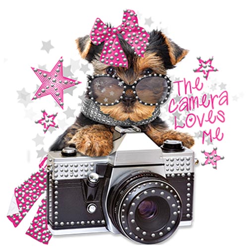 TRANSFER COMB. PUPPY CAMERA RHINESTONES