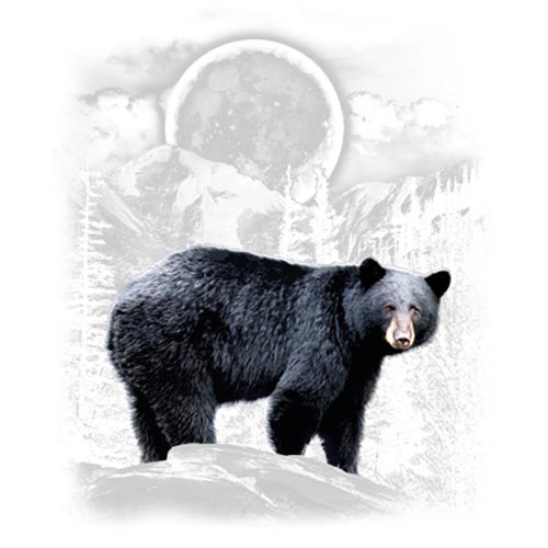 TRANSFER BLACK BEAR WILDERNESS (DARKS ONLY)