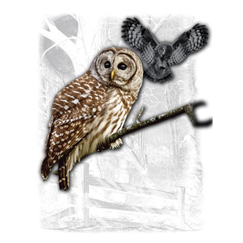 TRANSFER OWL WILDERNESS (DARKS ONLY)