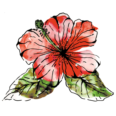 TRANSFER SOLAR HIBISCUS