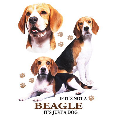 TRANSFER BEAGLE