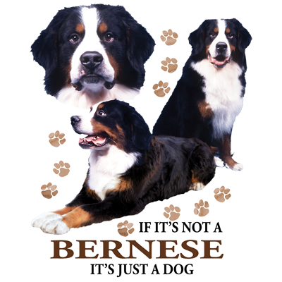 TRANSFER BERNESE