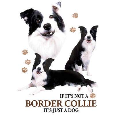 TRANSFER BORDER COLLIE