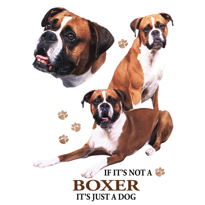 TRANSFER BOXER