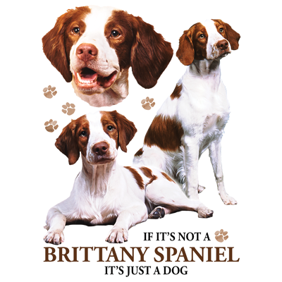 TRANSFER BRITTANY SPANIEL
