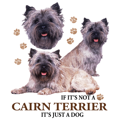 TRANSFER CAIRN TERRIER