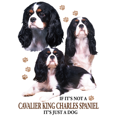 TRANSFER CAVALIER KING CHARLES SPANIEL
