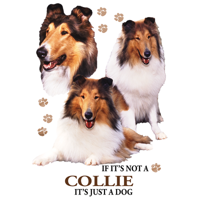 TRANSFER COLLIE