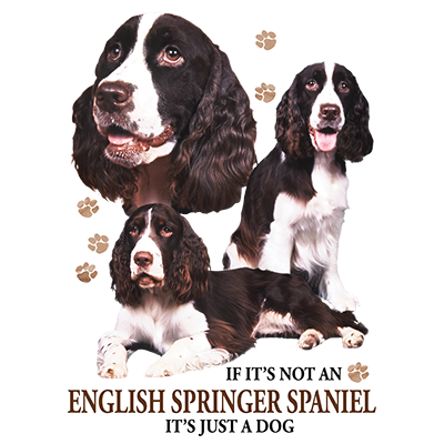 TRANSFER ENGLISH SPRINGER SPANIEL