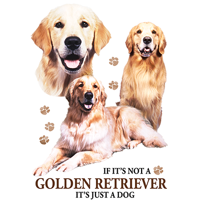 TRANSFER GOLDEN RETRIEVER