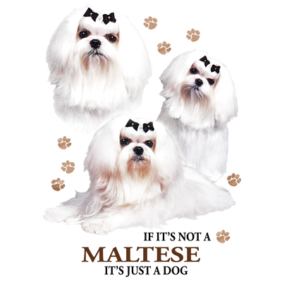TRANSFER MALTESE