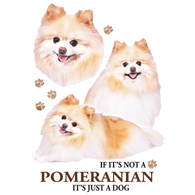 TRANSFER POMERANIAN