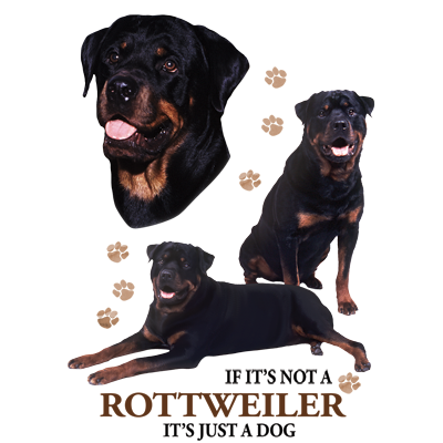 TRANSFER ROTTWEILER