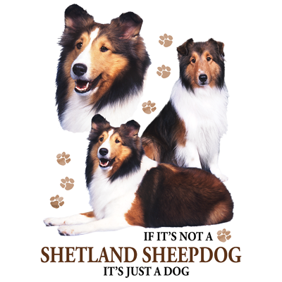 TRANSFER SHETLAND SHEEPDOG