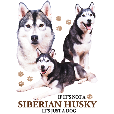 TRANSFER SIBERIAN HUSKY