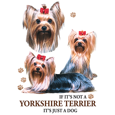TRANSFER YORKIE