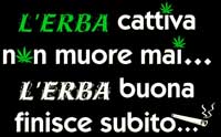FOGLIO TRANSFER L'ERBA CATTIVA MARRONE