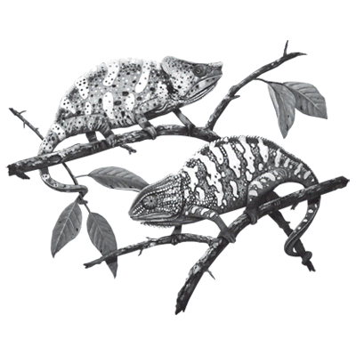 TRANSFER CHAMELEON II