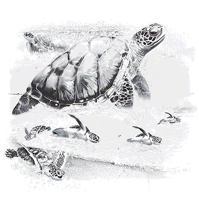 TRANSFER TURTLES INTO THE SEA