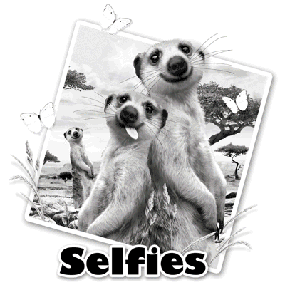 TRANSFER MEERKATS SELFIE