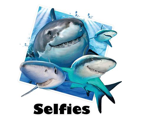 TRANSFER SHARKS SELFIE