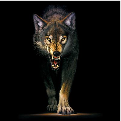 TRANSFER STALKING WOLF